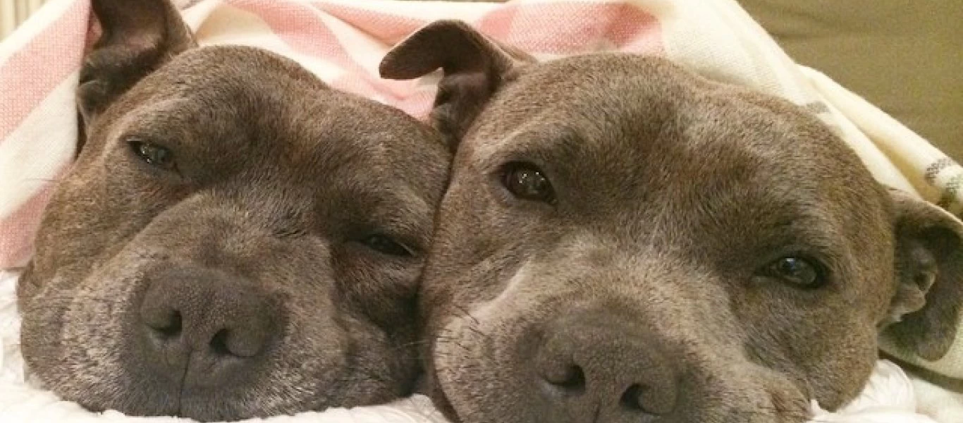 Μονογαμία στο ζωικό βασίλειο: Τι ανακάλυψαν οι επιστήμονες